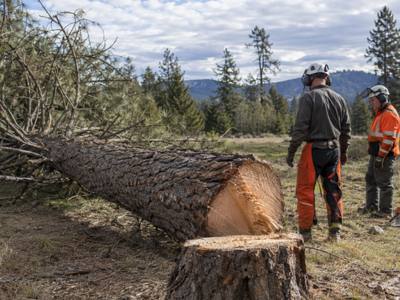 Large tree being taken down in sections during removal