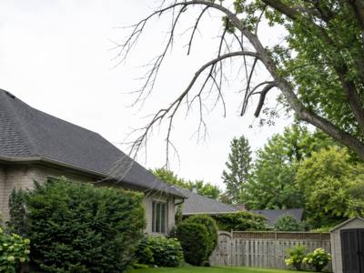 Dead branch hanging over a backyard before removal