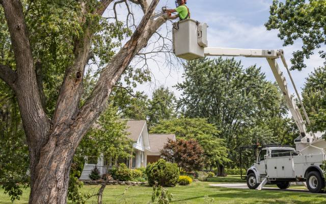 Dead branch being cut from the crown of an older tree