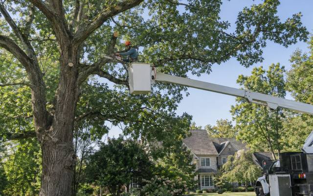 Climber working among the main stems of a mature tree