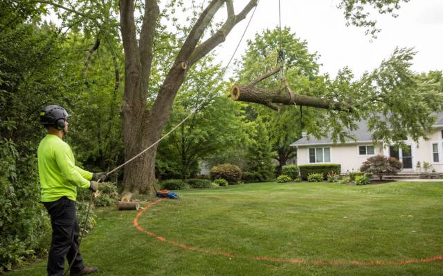 Cut section of a tree being lowered on a rope during a removal