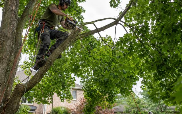 Climber pruning branches high in a mature yard tree